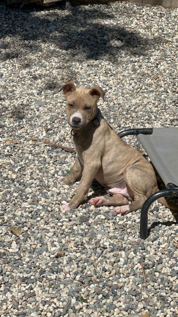 Enlarge Yoshi, an adopted mixed breed in SACRAMENTO, CA image 2/3