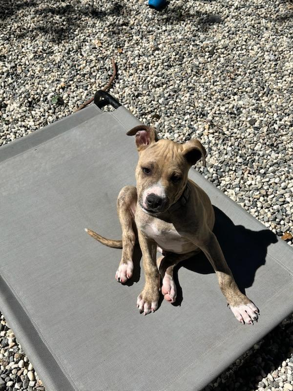 Yoshi, Adoptable, Puppy Male Pit Bull Terrier & Siberian Husky.