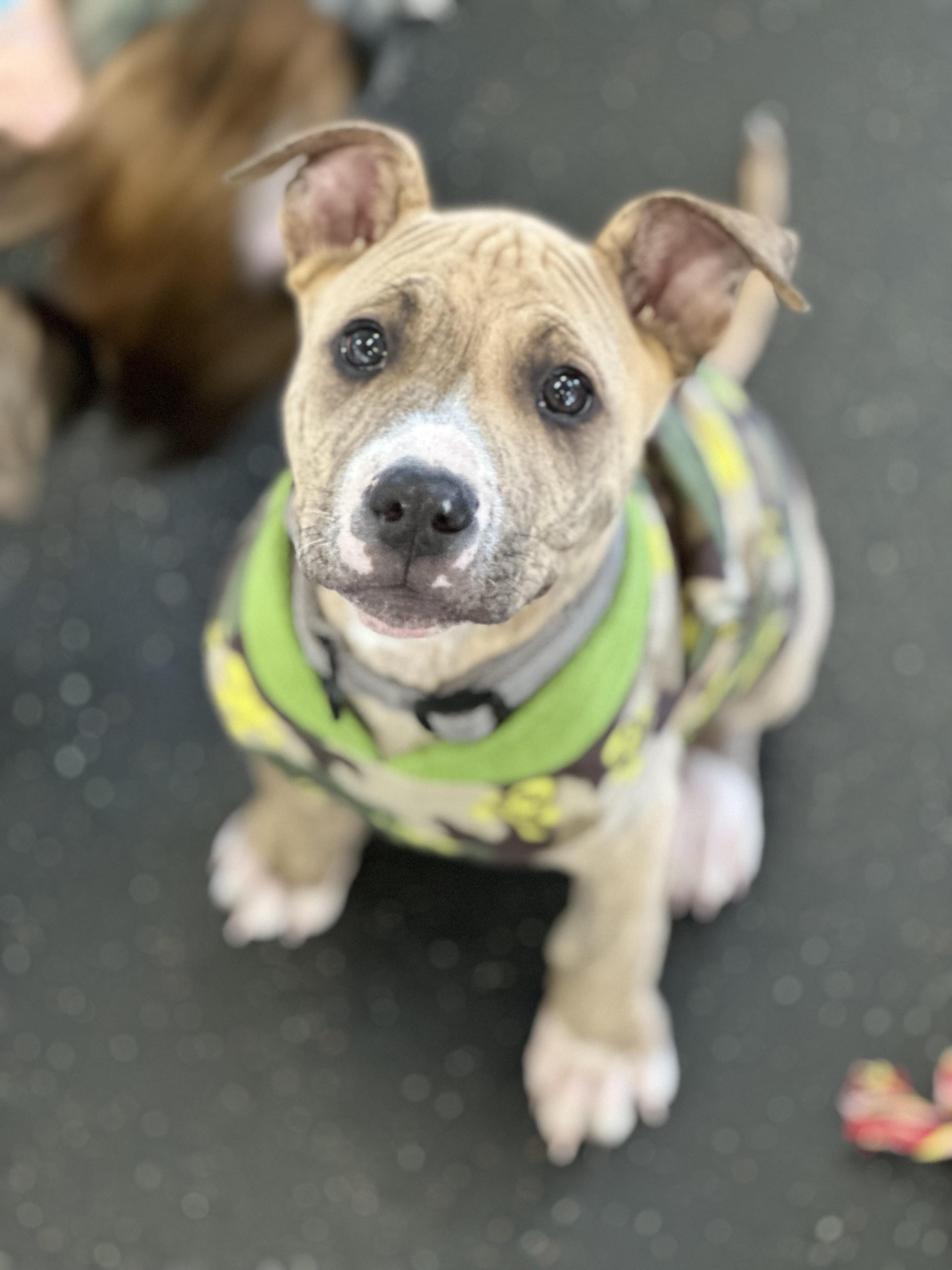 Enlarge Yoshi, a Adoptable mixed breed in SACRAMENTO, CA image 2/2