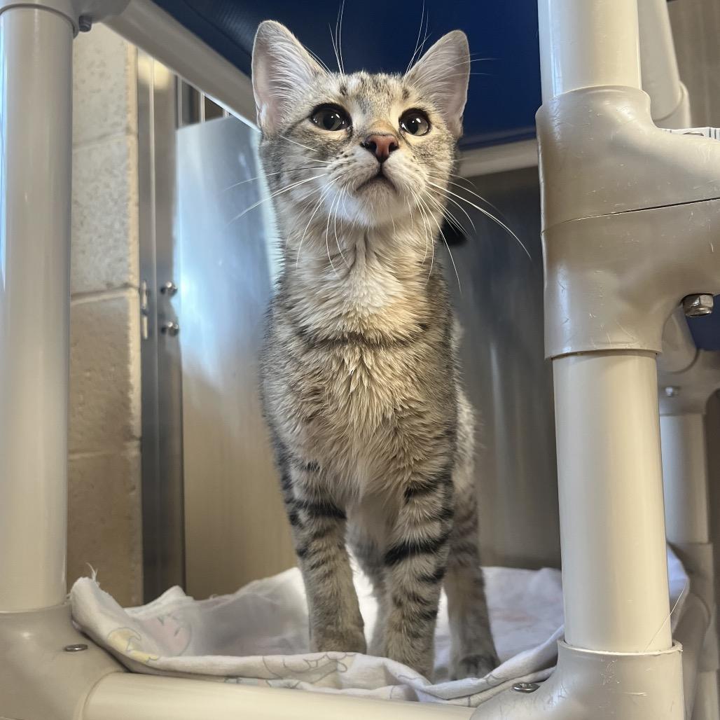 Goo, Adoptable, Kitten Female Domestic Short Hair.
