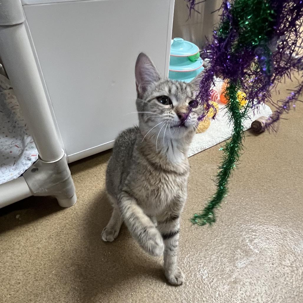 Enlarge Goo, a Adoptable Domestic Short Hair in Riverside, CA image 2/4