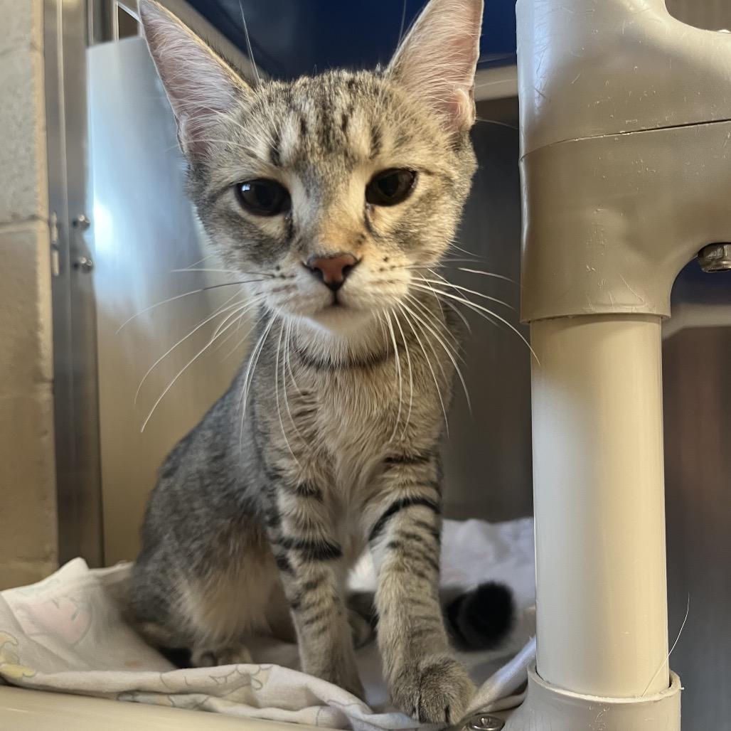 Enlarge Goo, a Adoptable Domestic Short Hair in Riverside, CA image 3/4