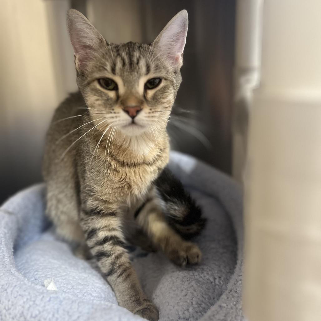 Enlarge Goo, a Adoptable Domestic Short Hair in Riverside, CA image 4/4