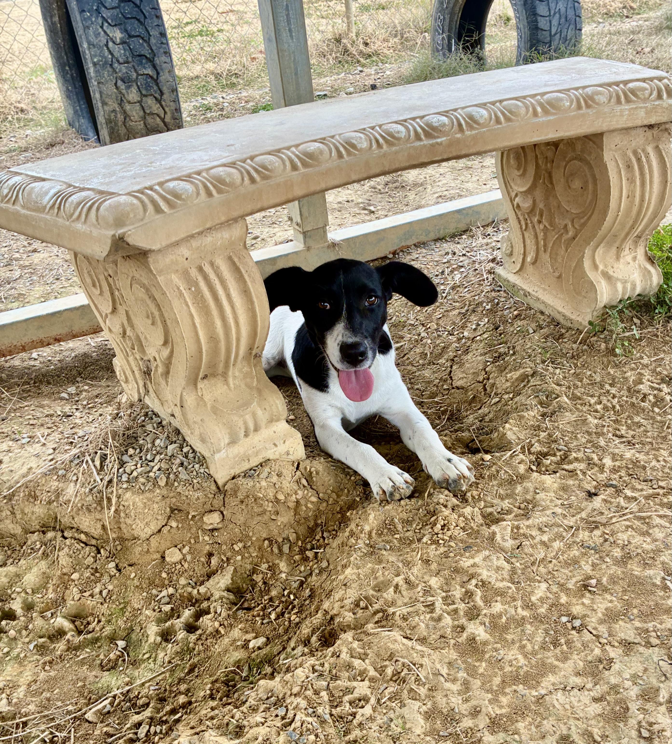 Chloe, a Adoptable mixed breed in Senatobia, MS image 2/4