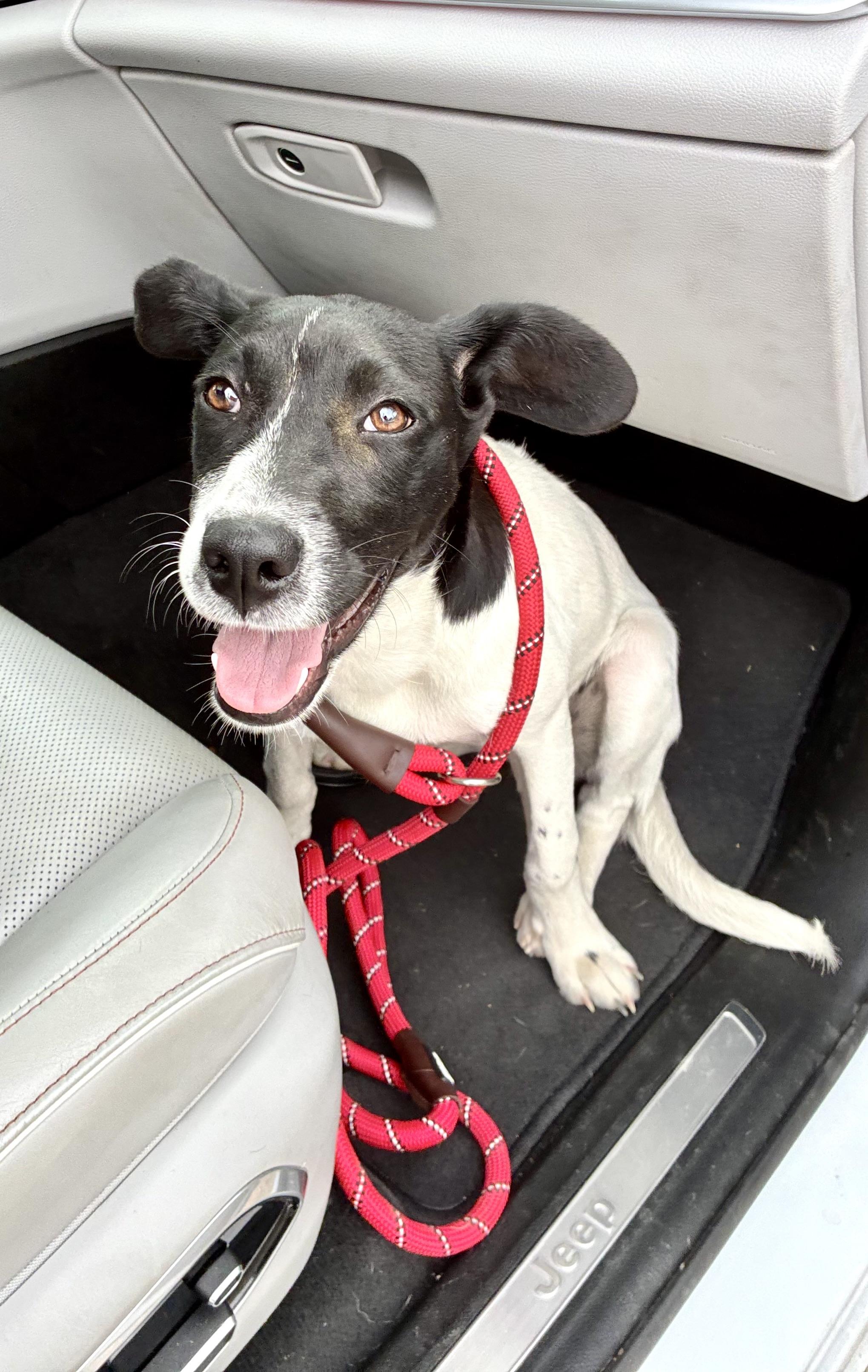 Chloe, a Adoptable mixed breed in Senatobia, MS image 3/4