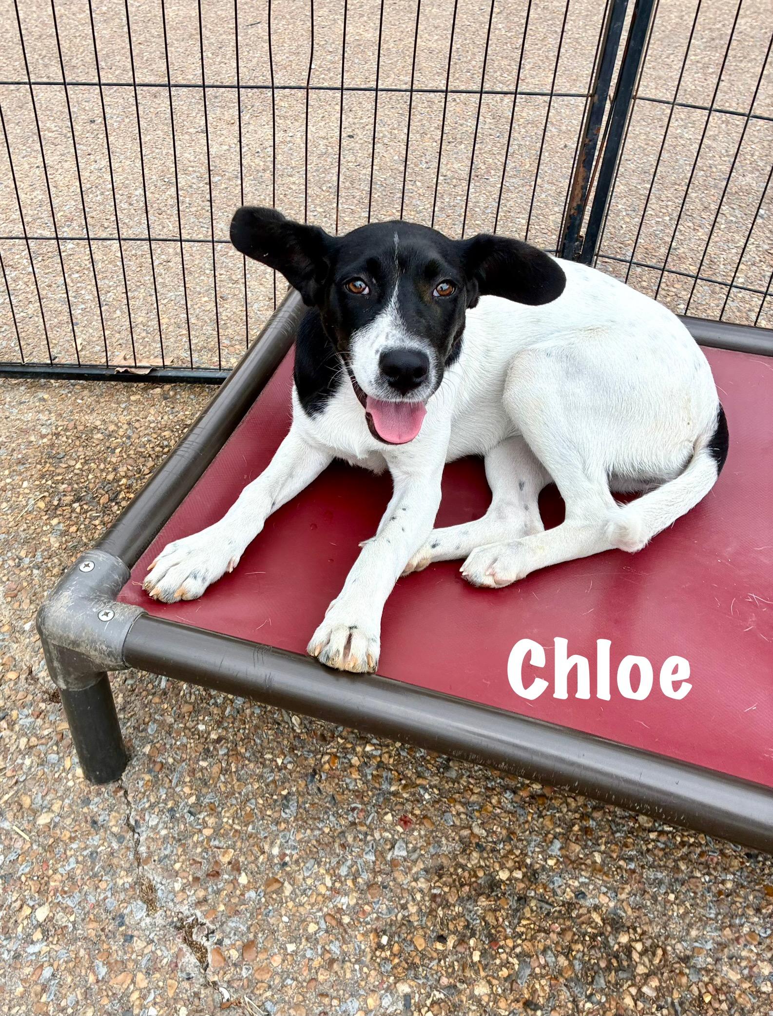 Chloe, a Adoptable mixed breed in Senatobia, MS image 4/4