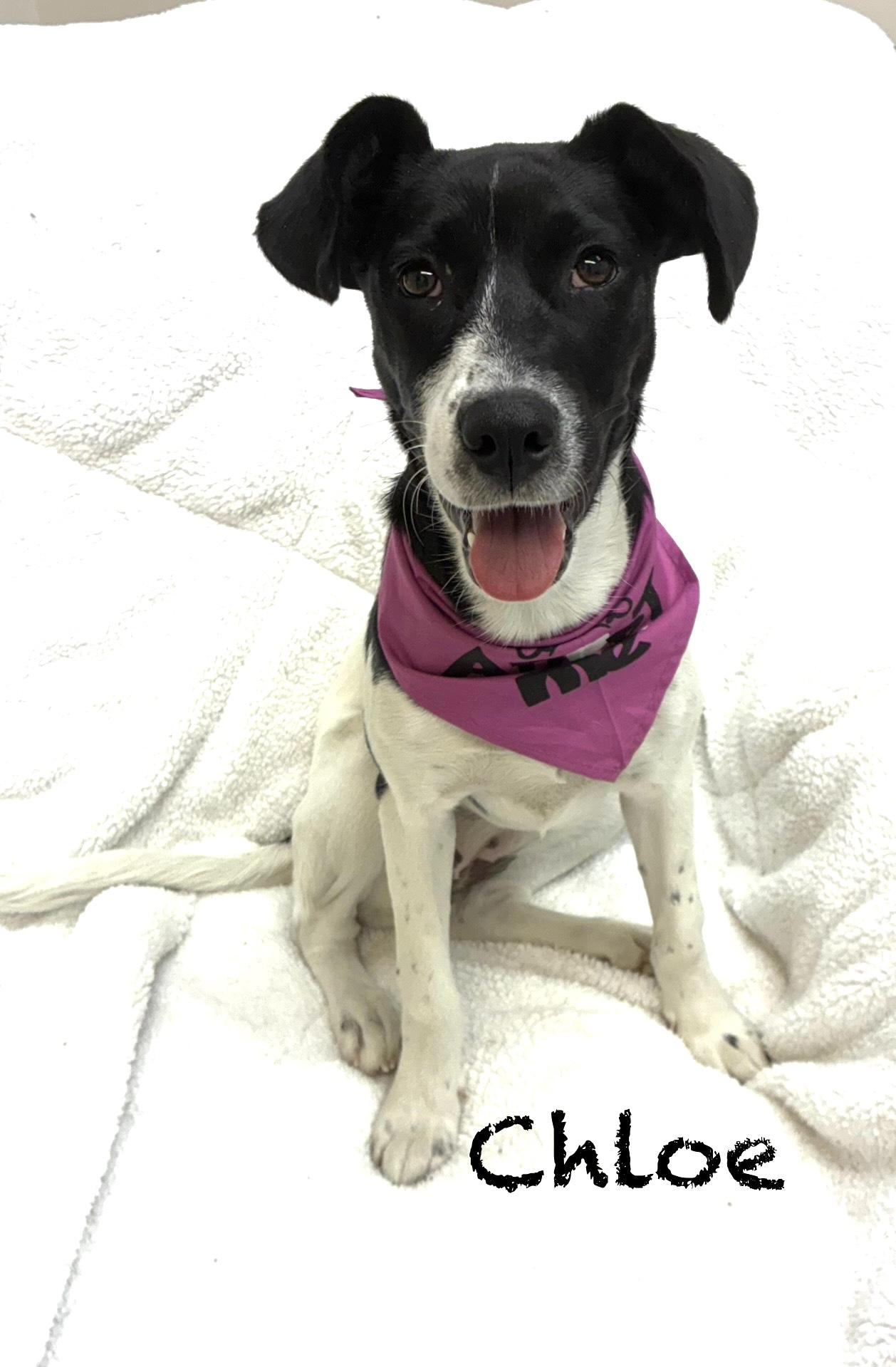 Chloe, Adoptable, Young Female Hound.