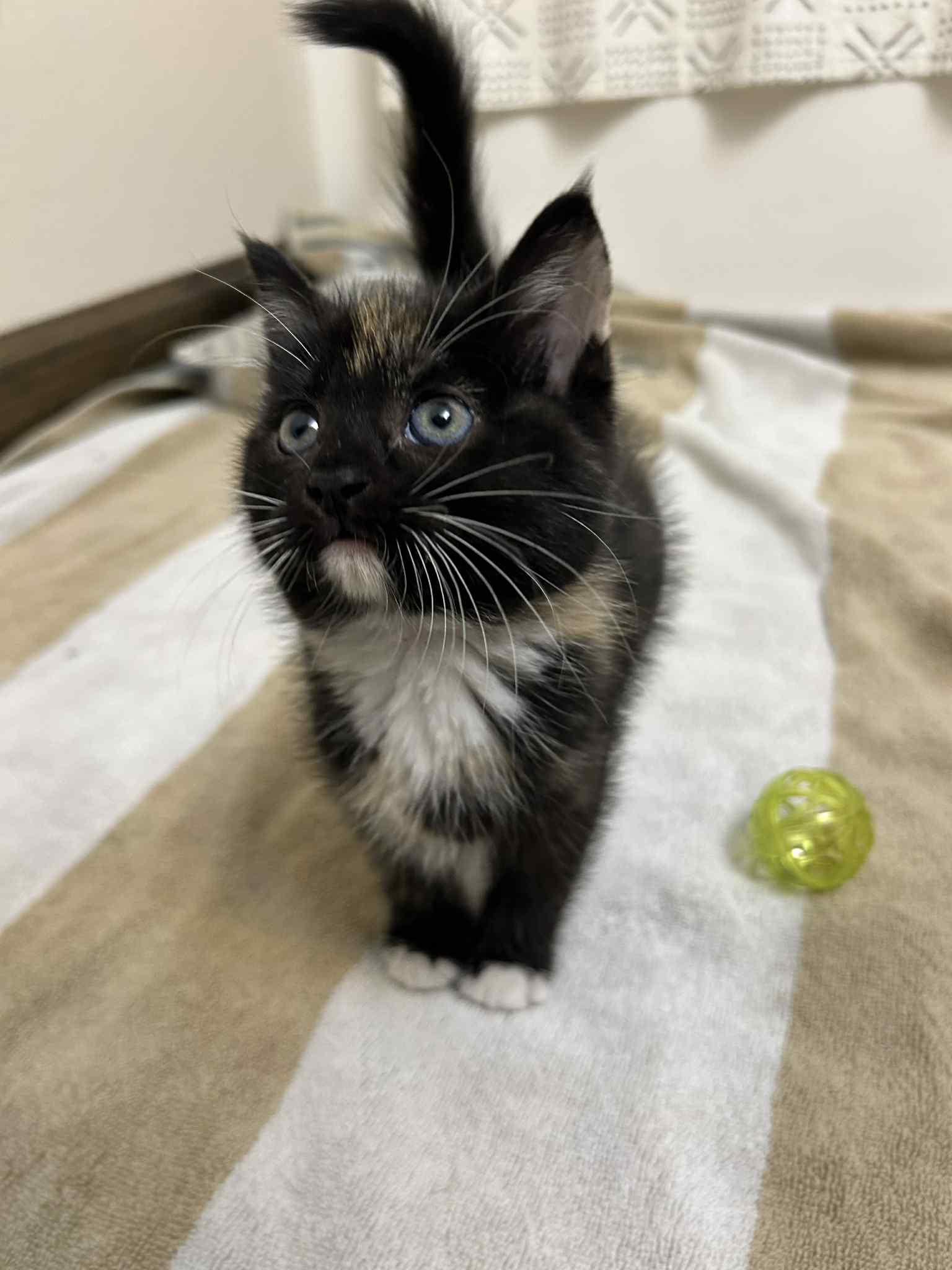 Tortellini, adopted, Kitten Female Tortoiseshell.