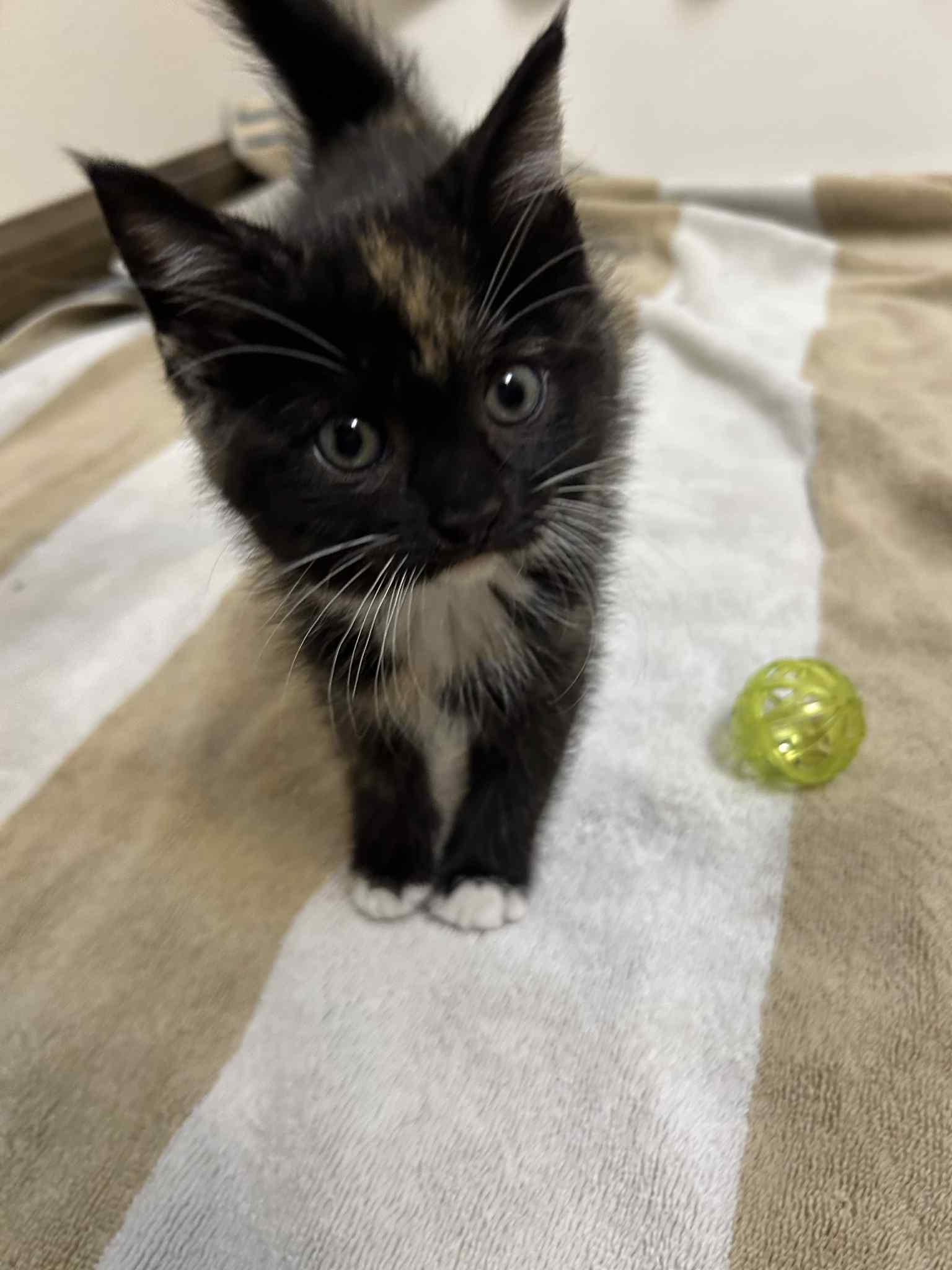 Tortellini, an adopted Tortoiseshell in Mount Sterling, IL image 2/3