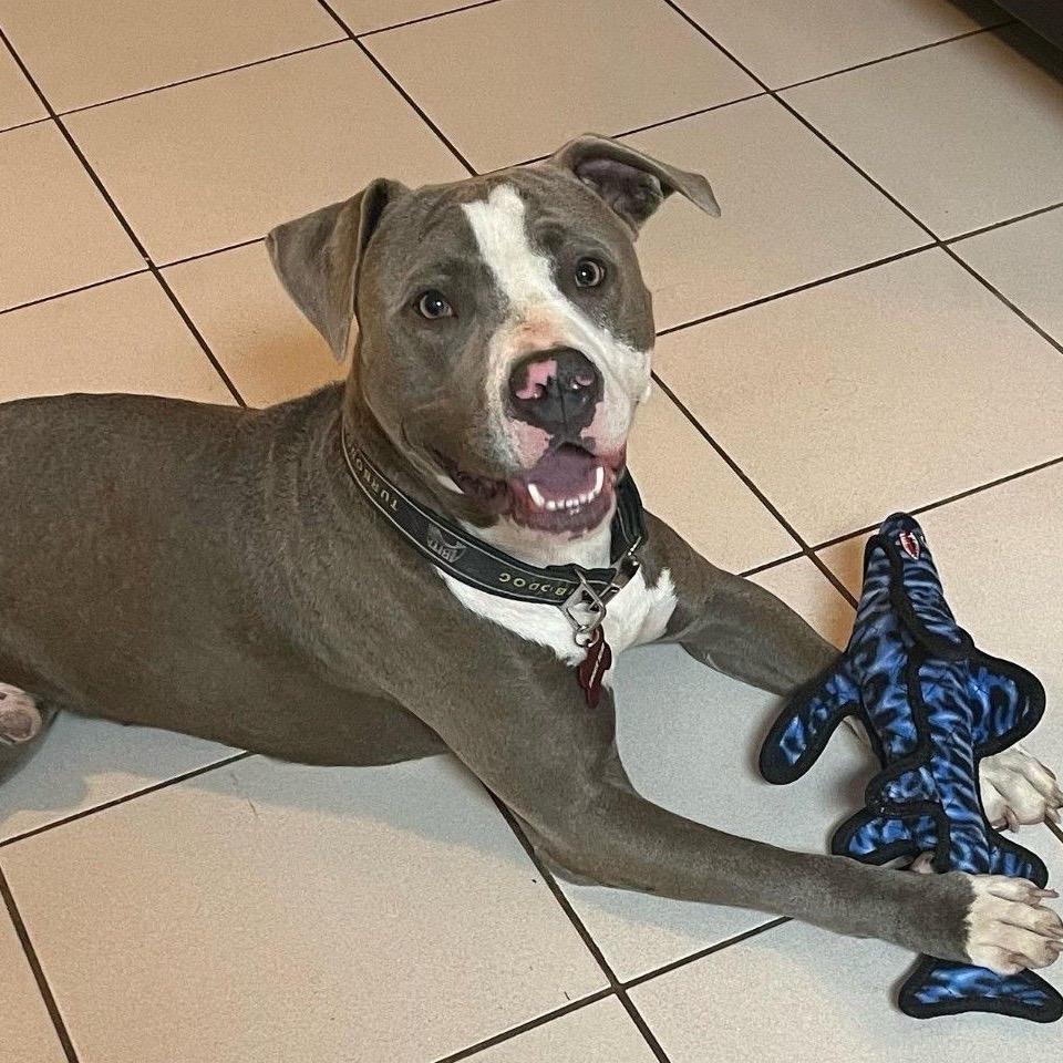 Enlarge Smokie Bear (Reduced Rover), a Adoptable Pit Bull Terrier in New Orleans, LA image 1/6