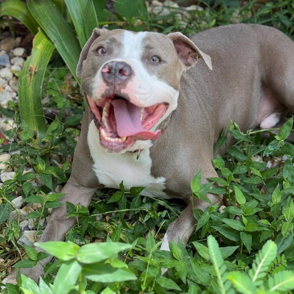 Enlarge Smokie Bear (Reduced Rover), a Adoptable Pit Bull Terrier in New Orleans, LA image 2/6