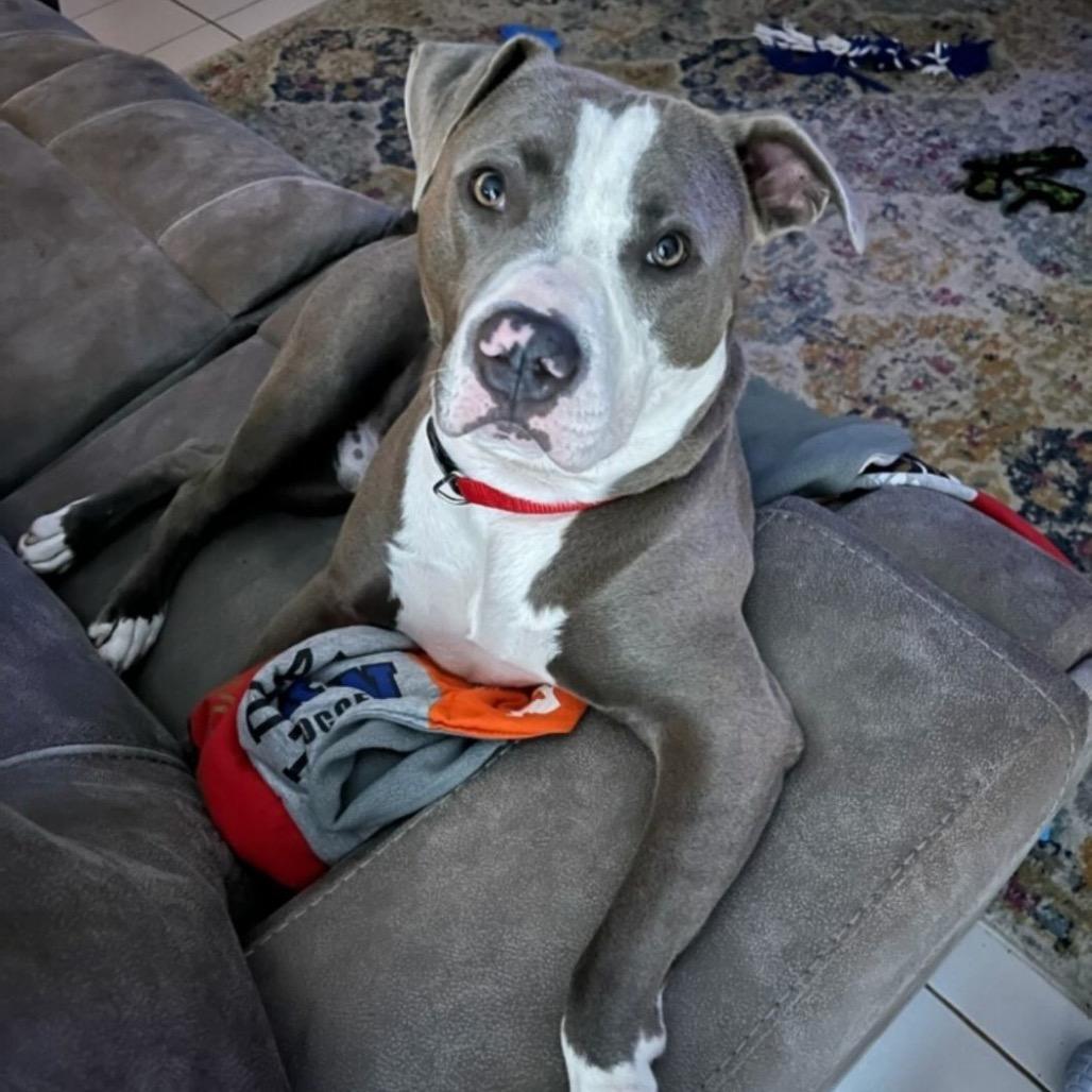 Enlarge Smokie Bear (Reduced Rover), a Adoptable Pit Bull Terrier in New Orleans, LA image 3/6