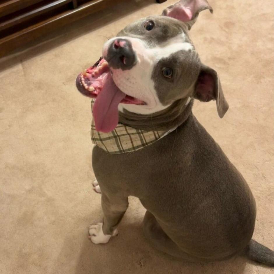 Enlarge Smokie Bear (Reduced Rover), a Adoptable Pit Bull Terrier in New Orleans, LA image 5/6