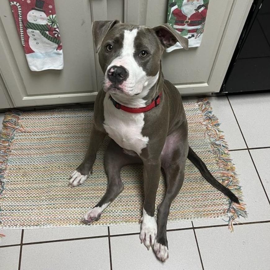 Enlarge Smokie Bear (Reduced Rover), a Adoptable Pit Bull Terrier in New Orleans, LA image 6/6