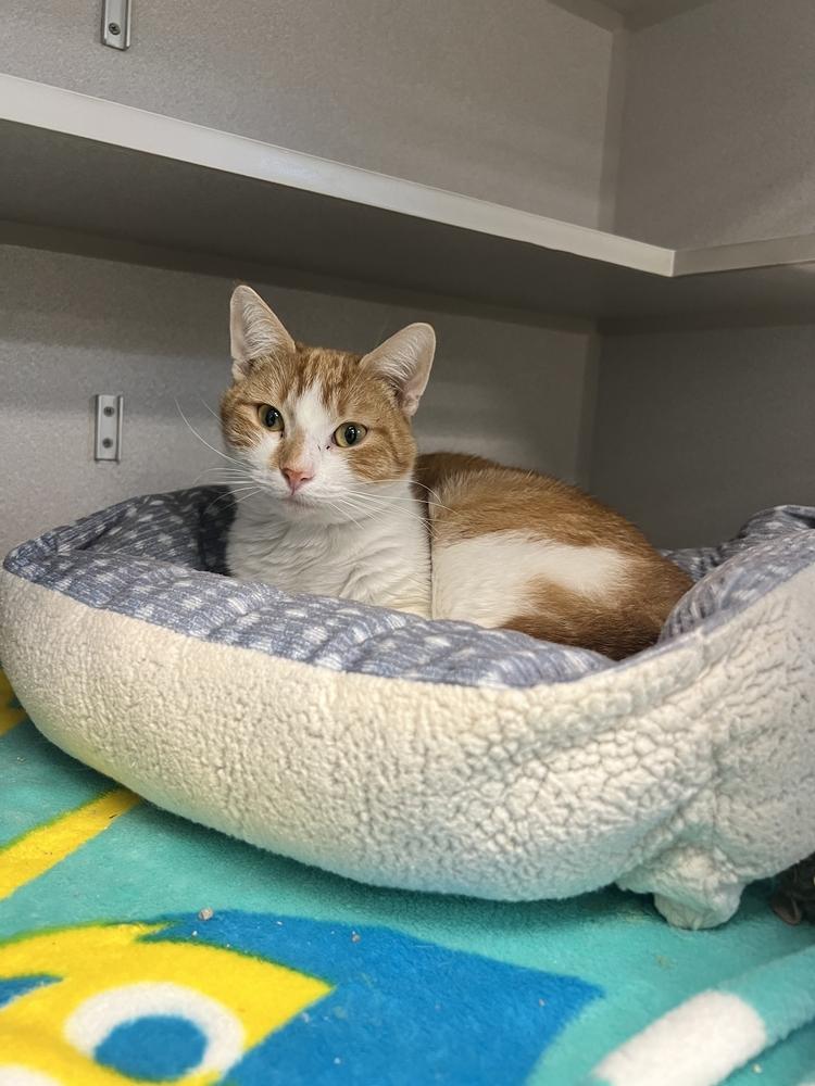 Enlarge Mango, a Adoptable Domestic Short Hair in Bowling Green, OH image 1/2