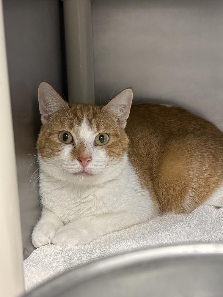 Enlarge Mango, a Adoptable Domestic Short Hair in Bowling Green, OH image 2/2