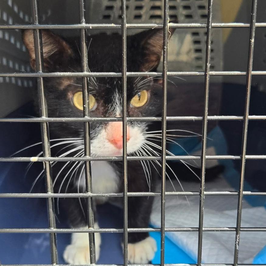 Enlarge Knight, a Adoptable Domestic Short Hair in Corydon, IN image 2/3