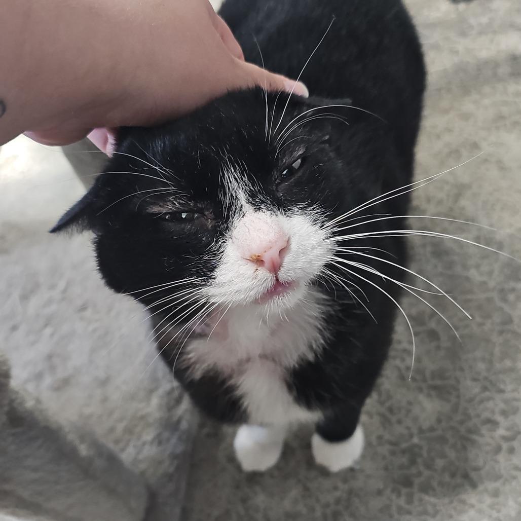 Enlarge Knight, a Adoptable Domestic Short Hair in Corydon, IN image 4/5