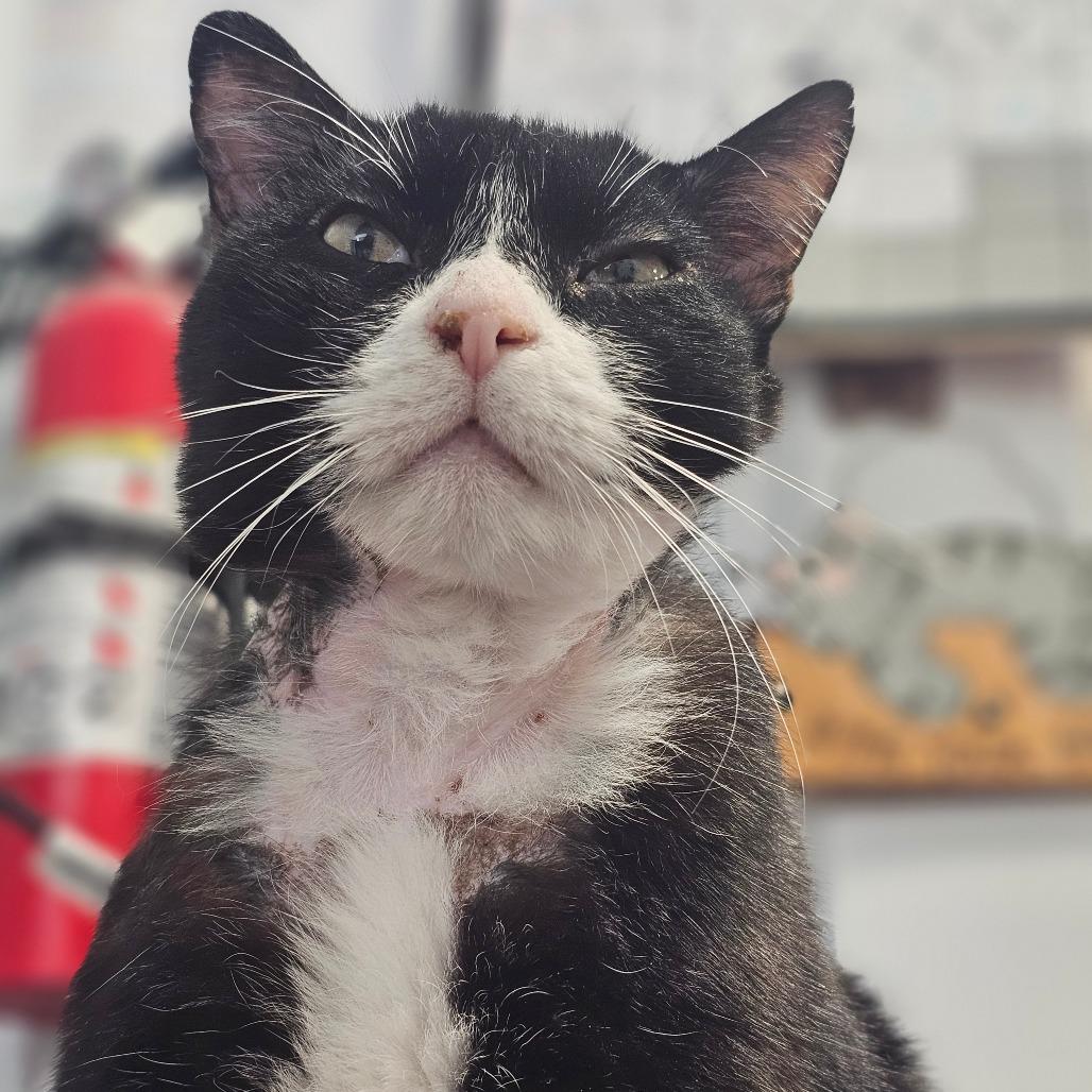 Enlarge Knight, a Adoptable Domestic Short Hair in Corydon, IN image 5/5