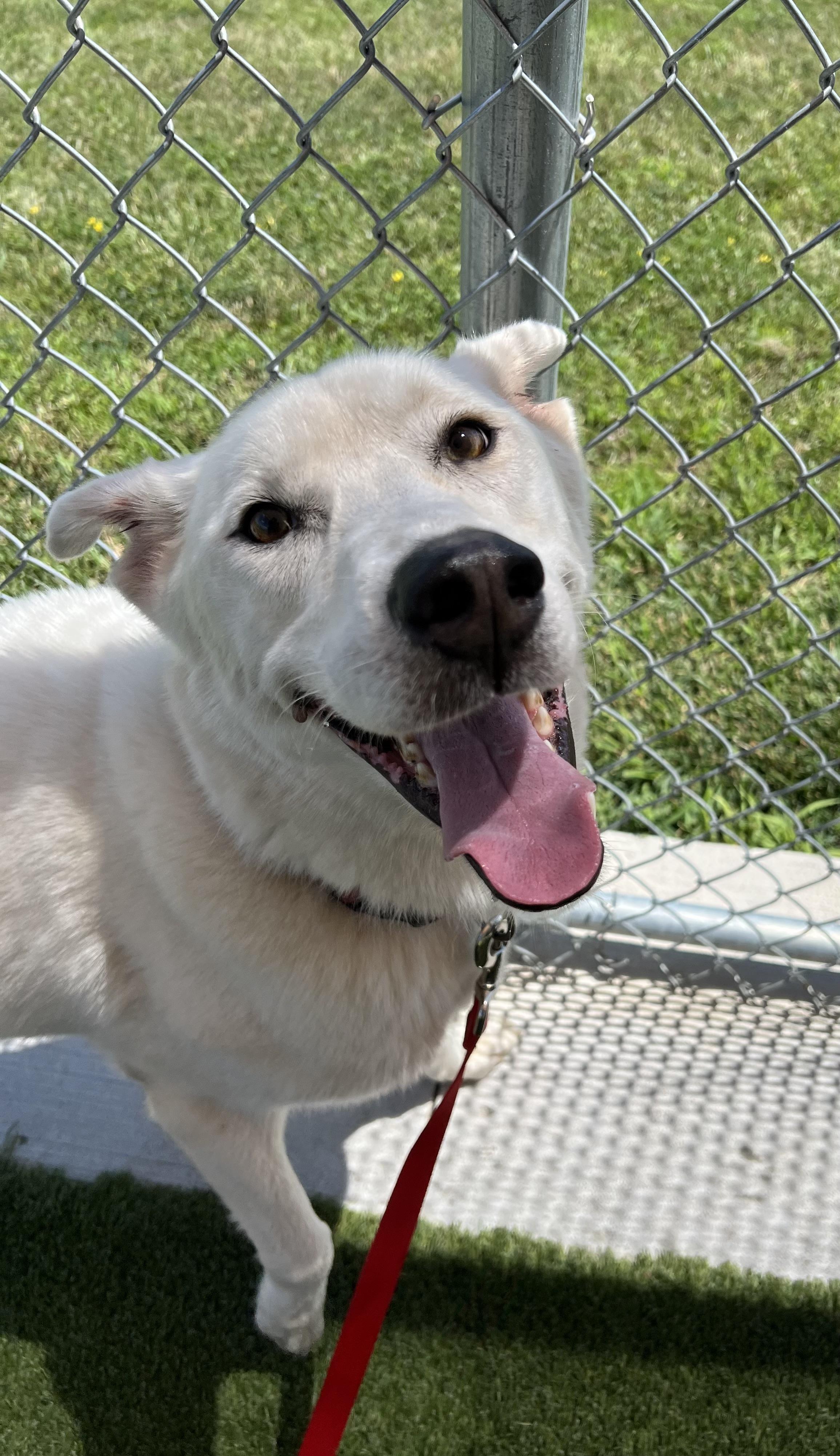 Jax, Adult Male Husky