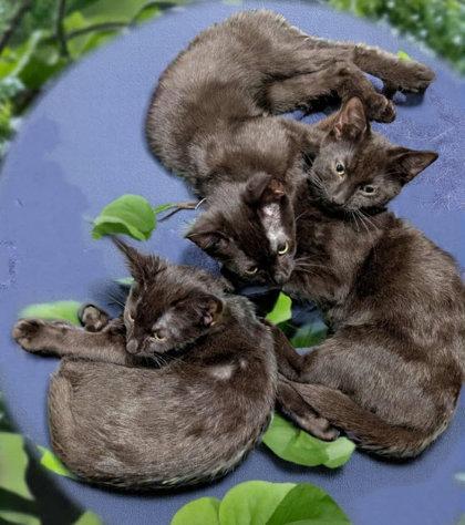 Nani Thayer - must have a young cat buddy, Adoptable, Kitten Female Domestic Short Hair & Domestic Short Hair.