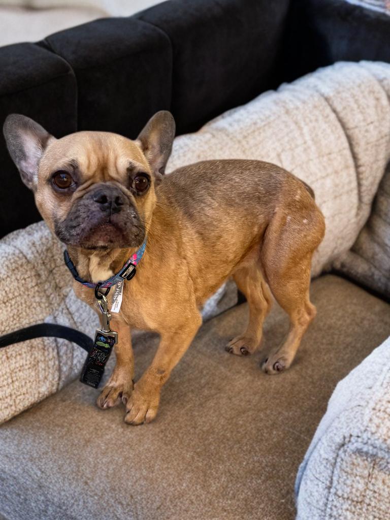 Enlarge Solo, a ADOPTABLE French Bulldog in Fredericksburg, VA image 1/3