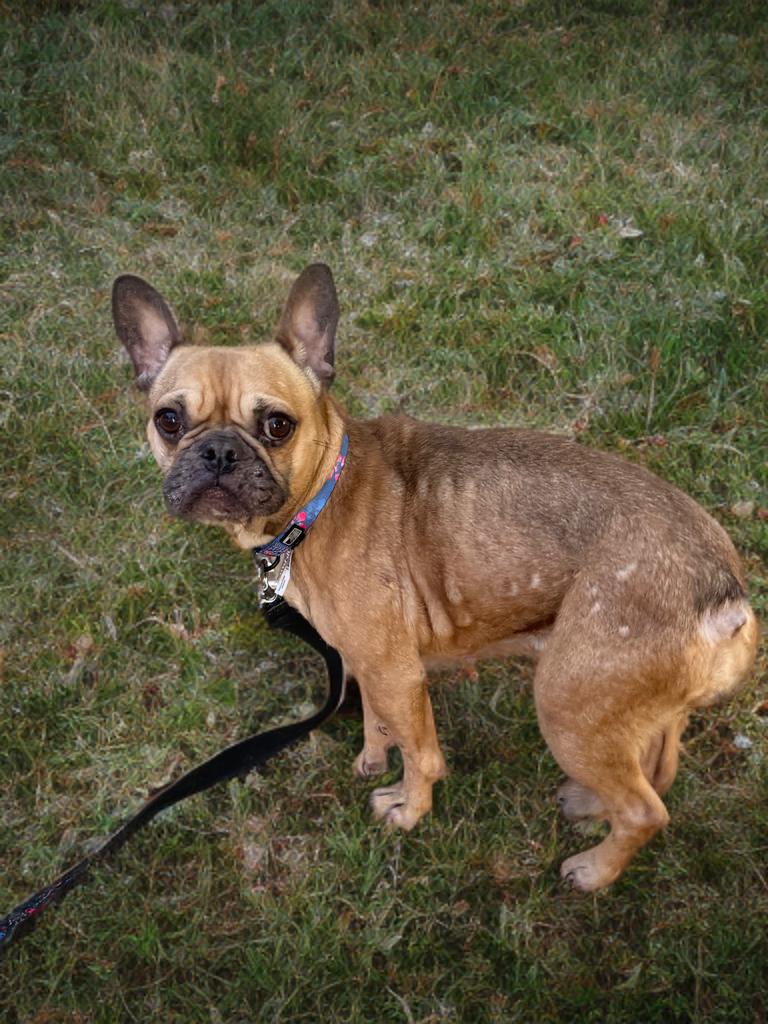 Enlarge Solo, a ADOPTABLE French Bulldog in Fredericksburg, VA image 2/3