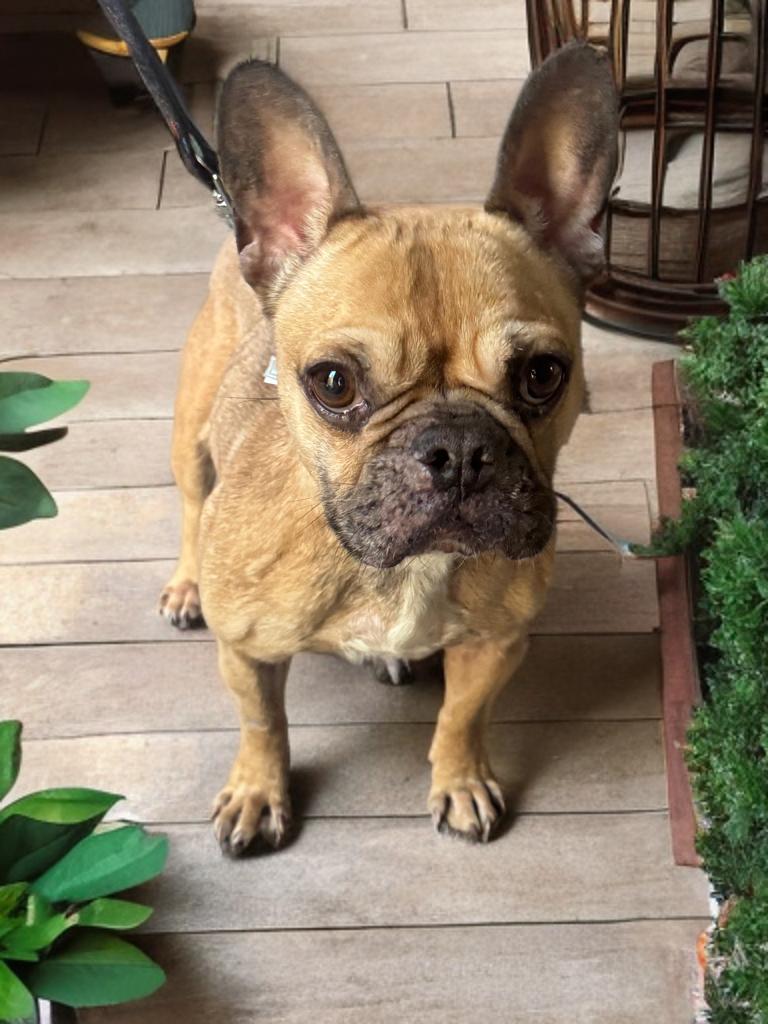 Enlarge Solo, a ADOPTABLE French Bulldog in Fredericksburg, VA image 3/3