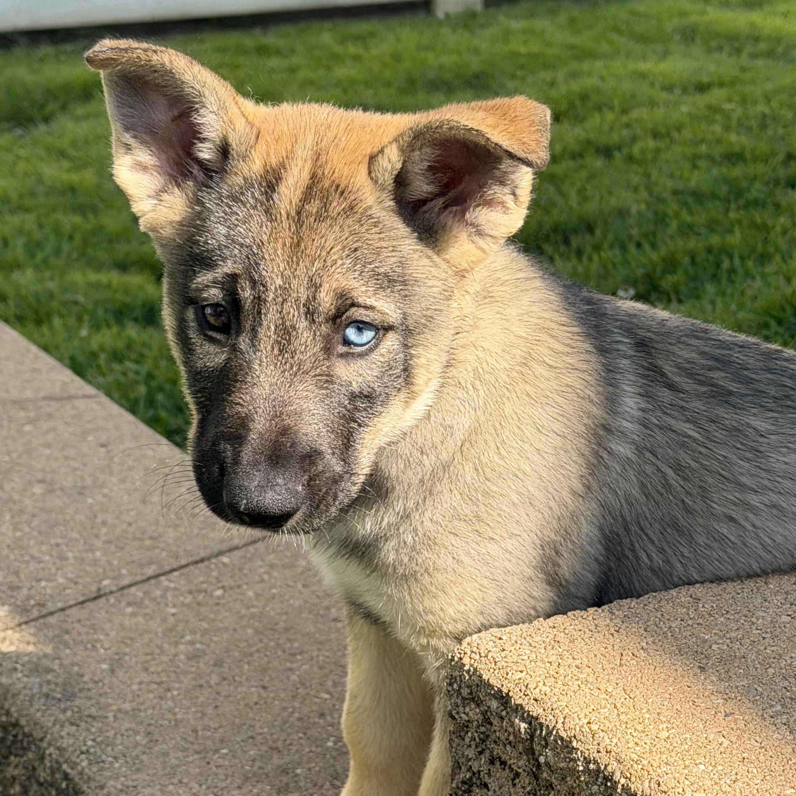 Chase, adopted, Puppy Male German Shepherd Dog & Husky.
