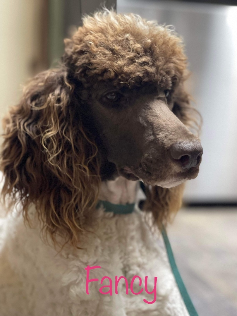 Enlarge Fancy, a Adopted mixed breed in Texarkana, TX image 1/7