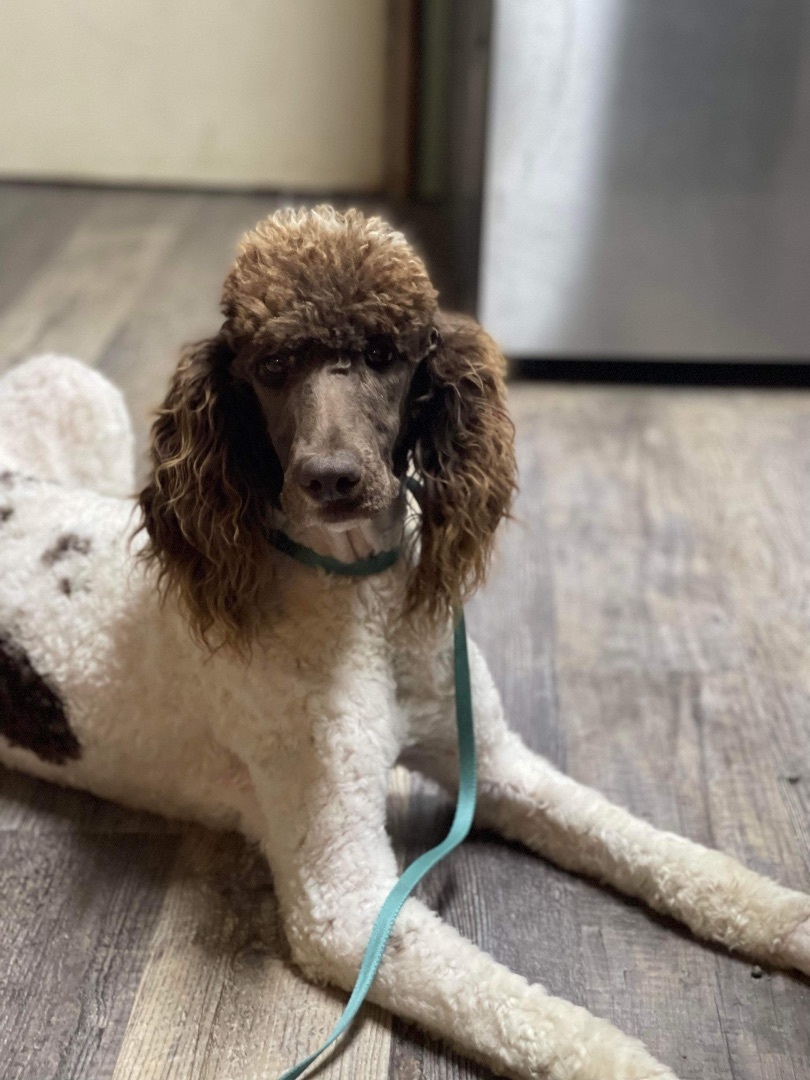 Enlarge Fancy, a Adopted mixed breed in Texarkana, TX image 2/7