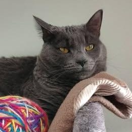 Enlarge WILLOUGHBY, a ADOPTABLE Domestic Short Hair in Wolcott, VT image 1/1