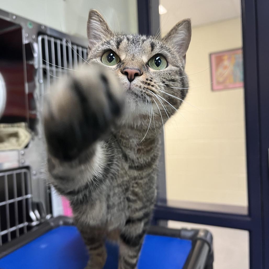 Ophelia, Adoptable, Adult Female Domestic Short Hair.