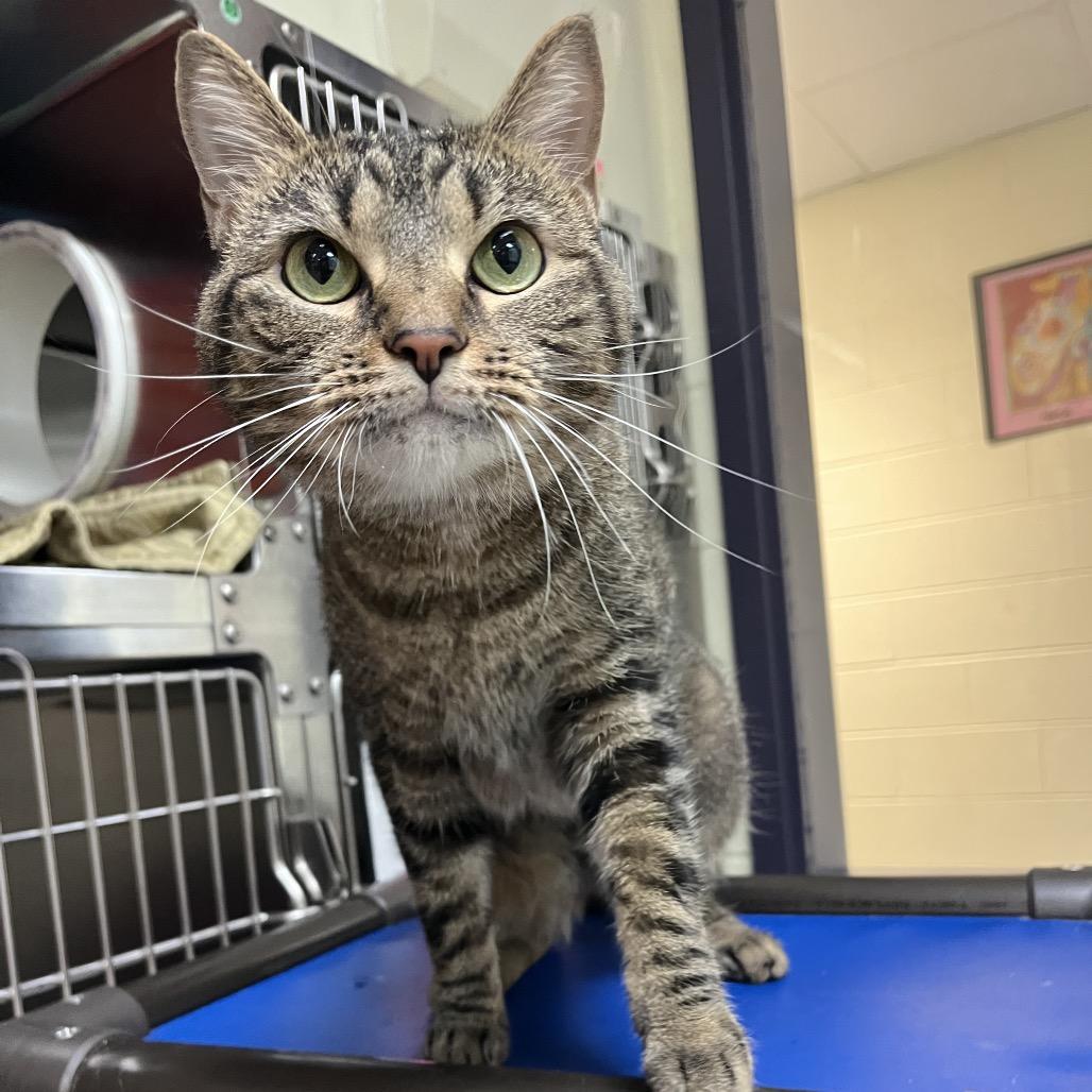 Enlarge Ophelia, a Adoptable Domestic Short Hair in Charlottesville, VA image 2/6