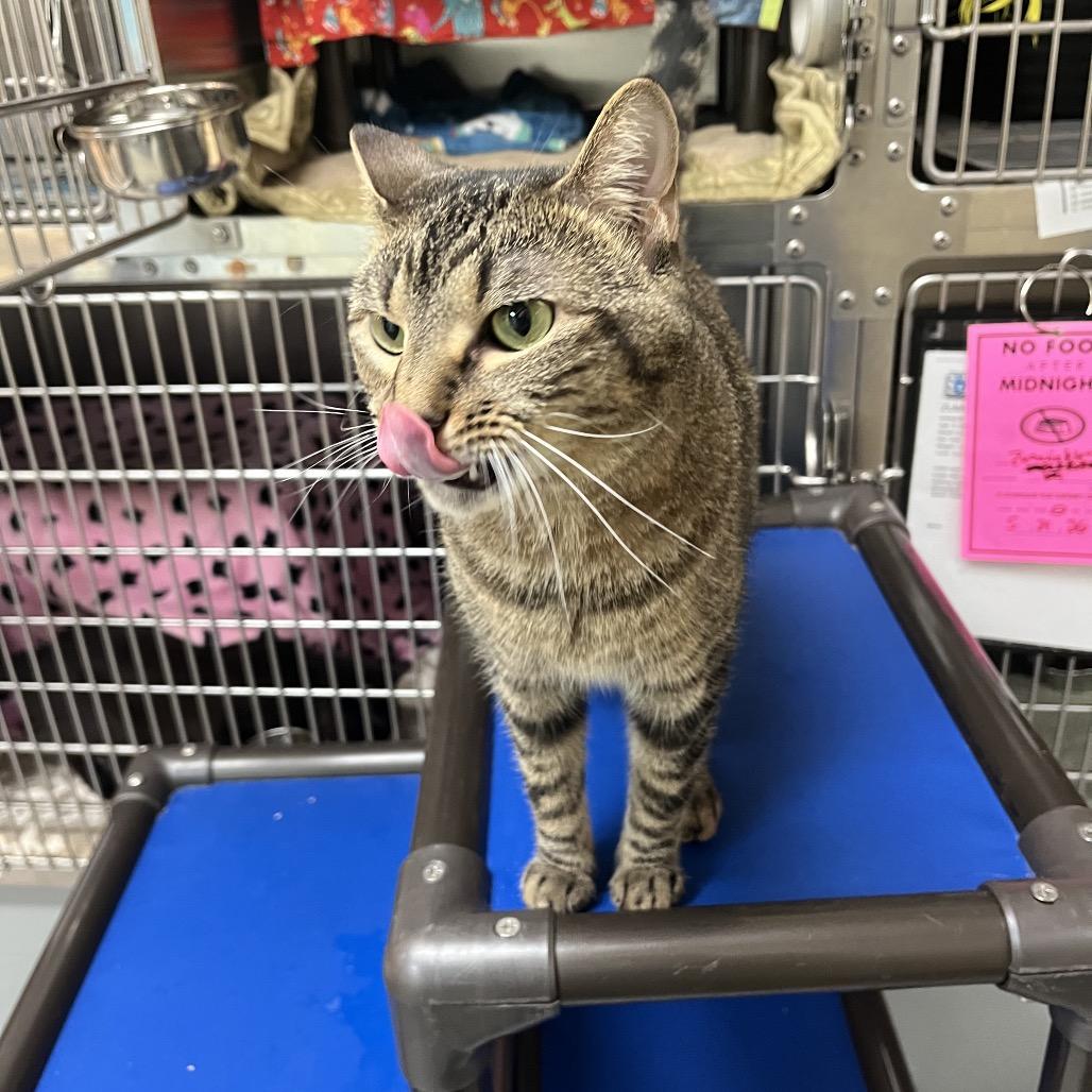 Enlarge Ophelia, a Adoptable Domestic Short Hair in Charlottesville, VA image 3/6