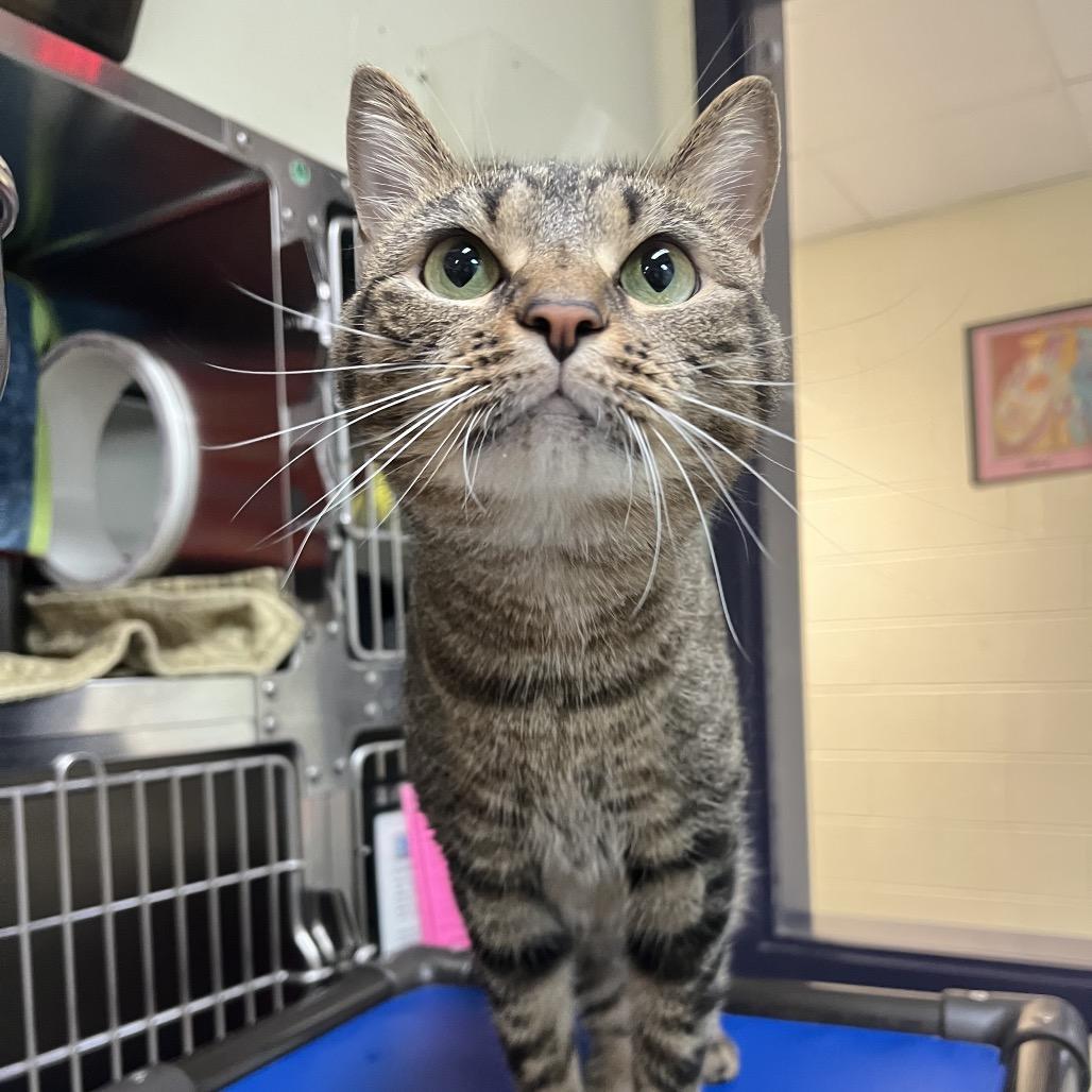 Enlarge Ophelia, a Adoptable Domestic Short Hair in Charlottesville, VA image 4/6