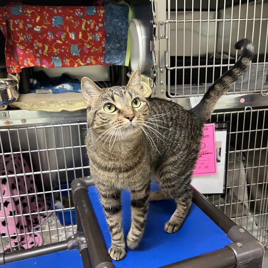 Enlarge Ophelia, a Adoptable Domestic Short Hair in Charlottesville, VA image 5/6