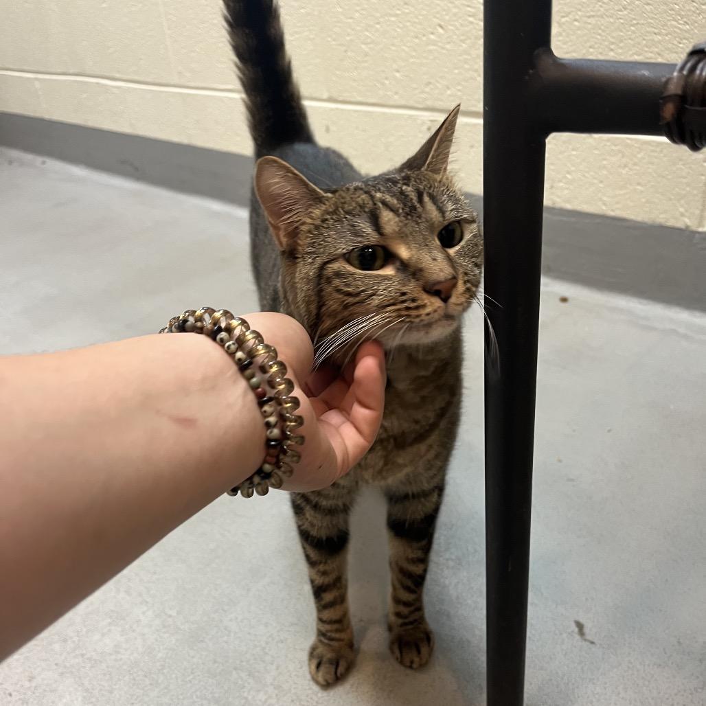 Enlarge Ophelia, a Adoptable Domestic Short Hair in Charlottesville, VA image 6/6