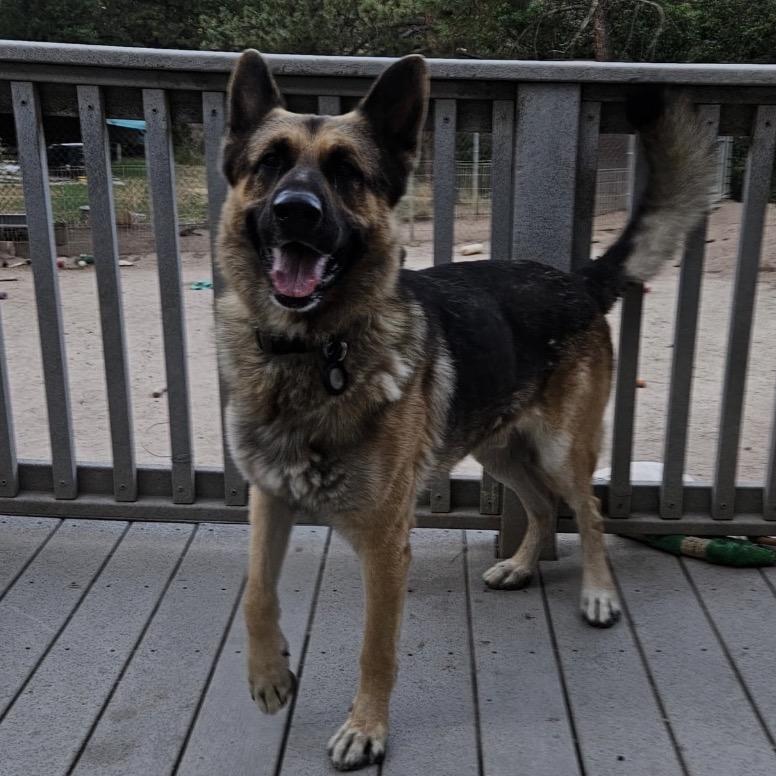 Tex, Adoptable, Adult Male German Shepherd Dog.