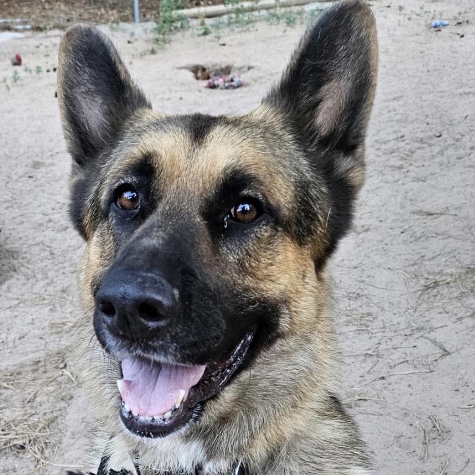 Tex, a Adoptable German Shepherd Dog in Lakewood, CO image 2/2