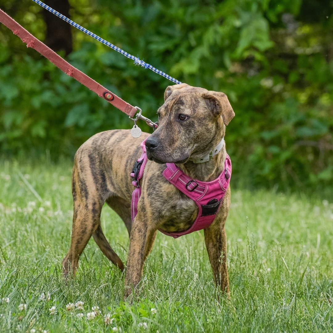 Bobby, a Adoptable mixed breed in Lambertville, NJ image 1/10