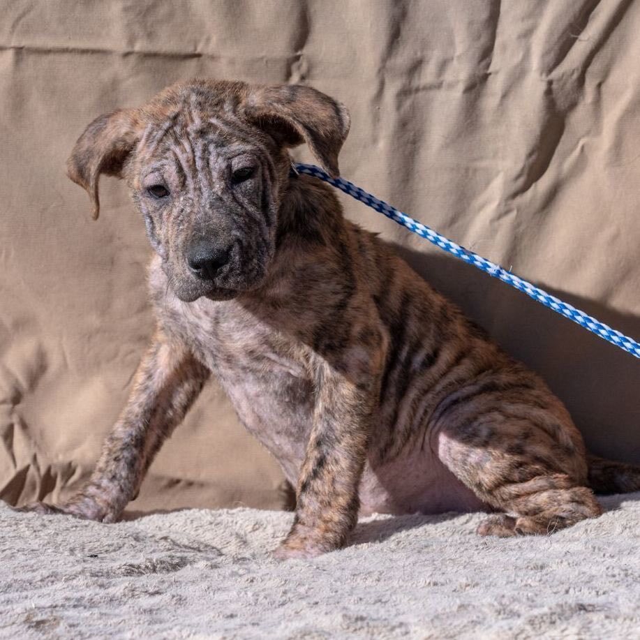 Bobby, a Adoptable mixed breed in Lambertville, NJ image 2/10