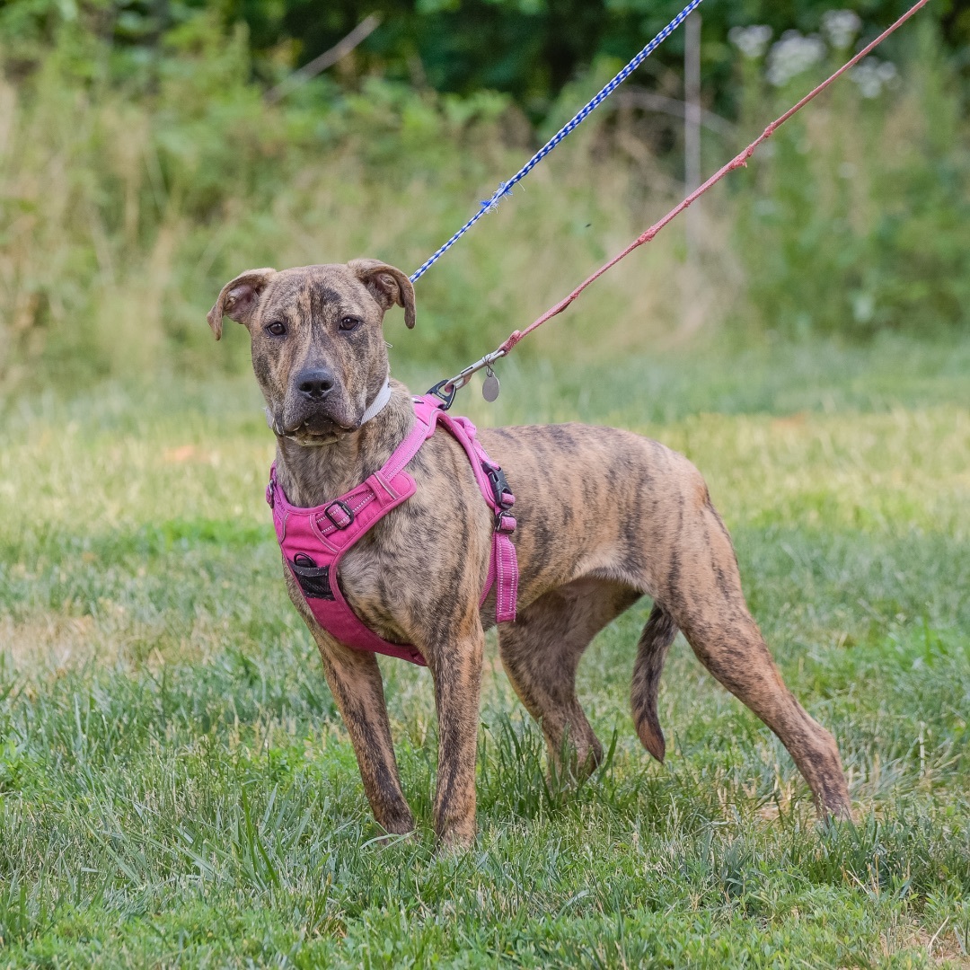 Bobby, a Adoptable mixed breed in Lambertville, NJ image 3/10