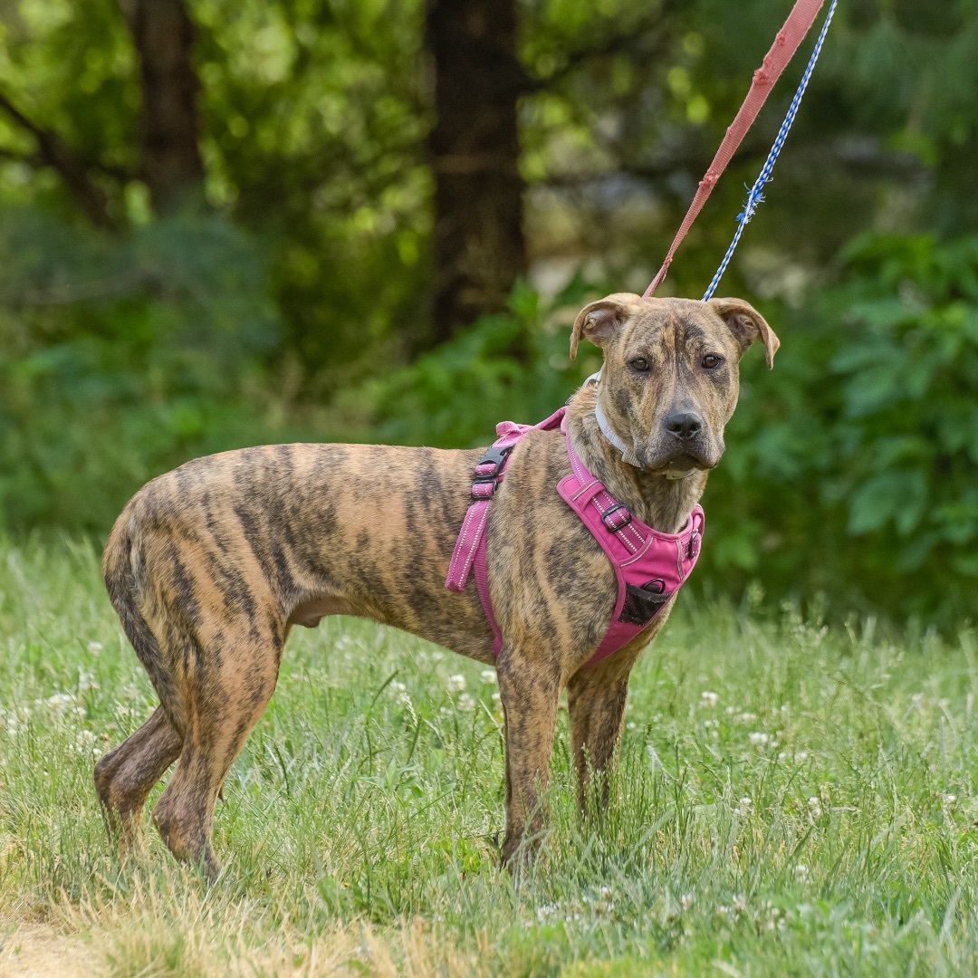 Bobby, a Adoptable mixed breed in Lambertville, NJ image 4/10