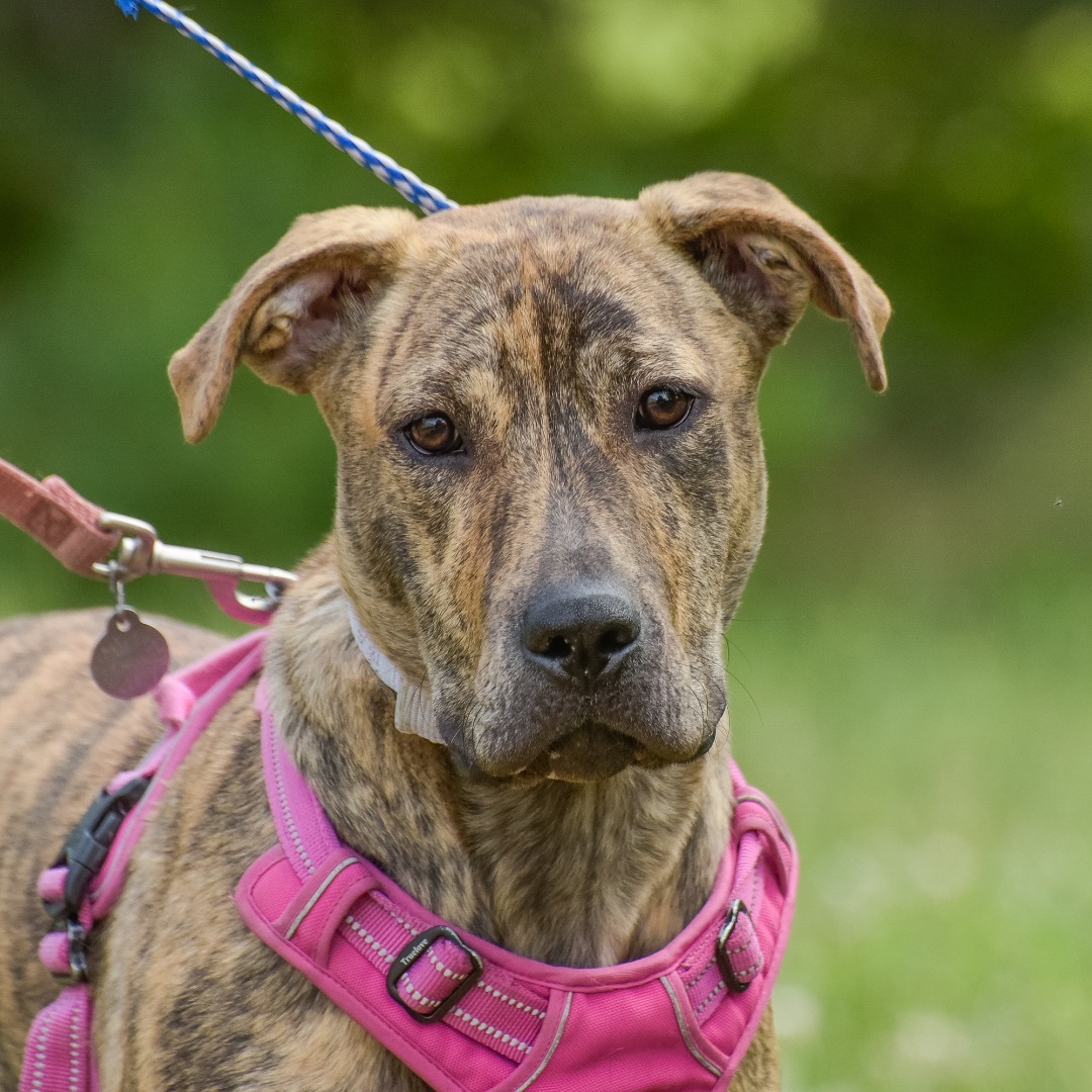 Bobby, a Adoptable mixed breed in Lambertville, NJ image 5/10