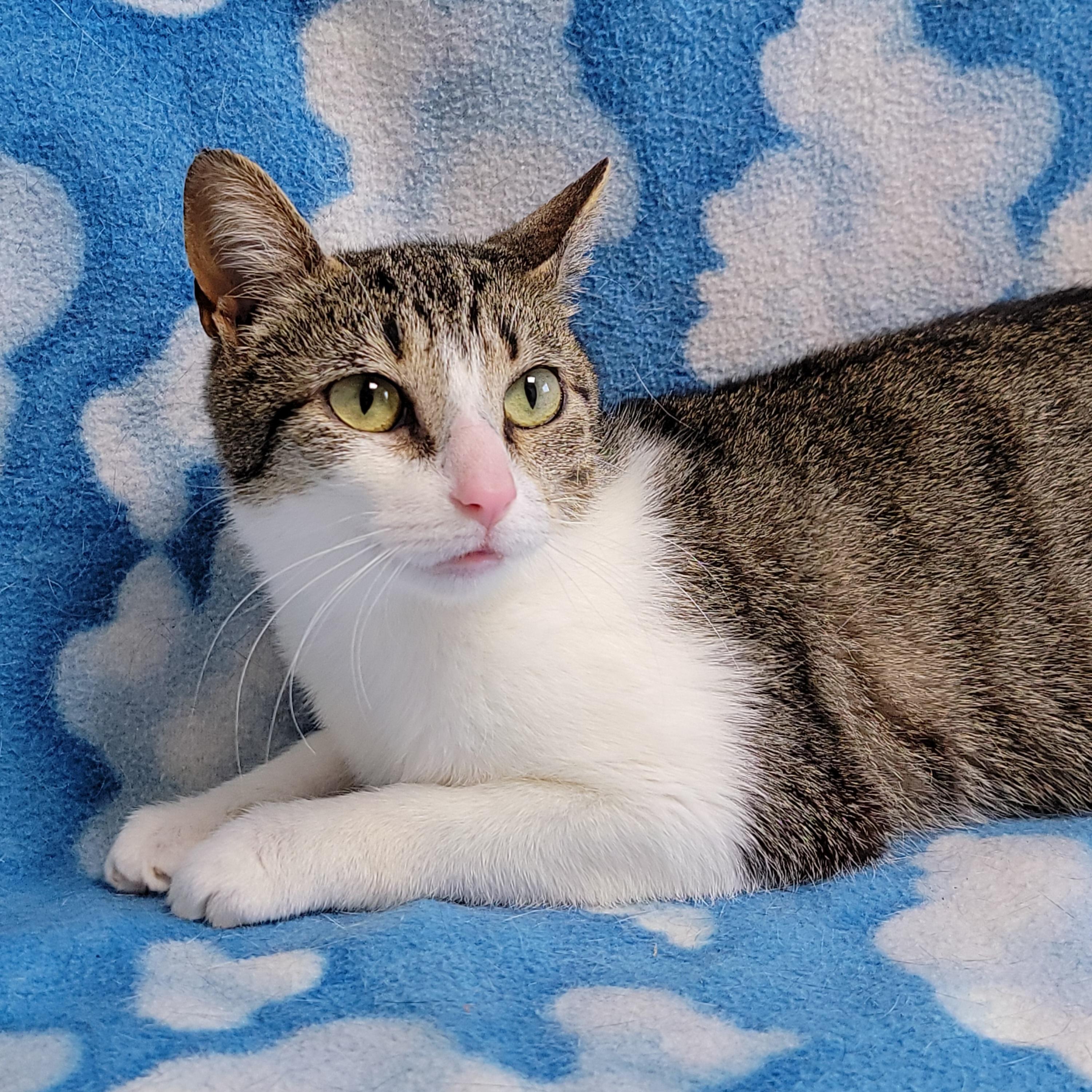 Wanda, Adult Female Domestic Short Hair