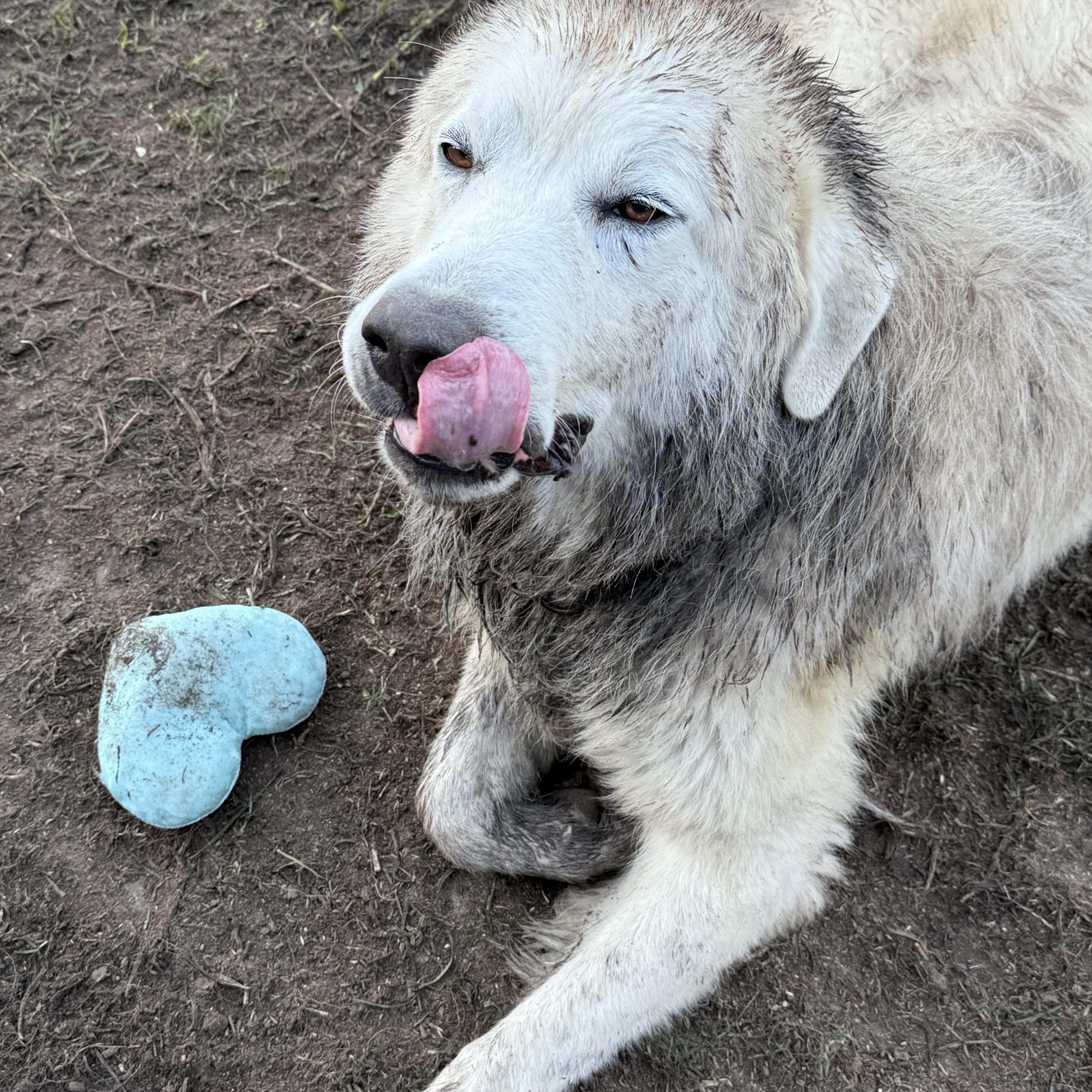 Meet Roger: A Mountain Of LOVE