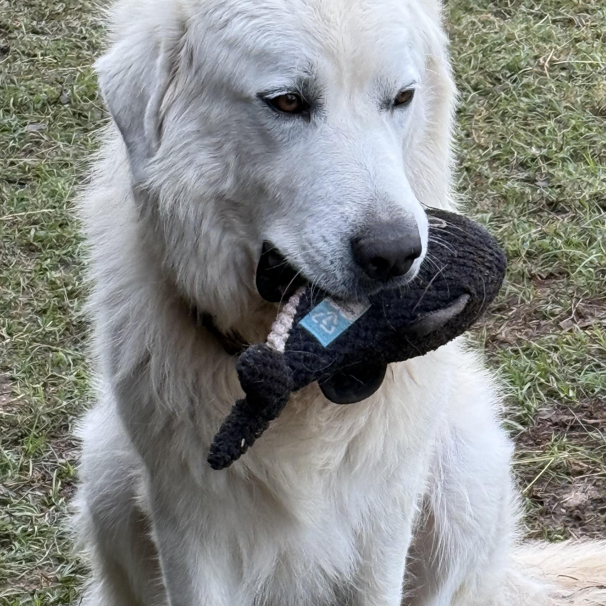 Meet Roger: A Mountain Of LOVE