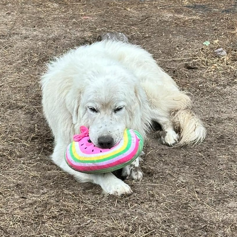 Meet Roger: A Mountain Of LOVE