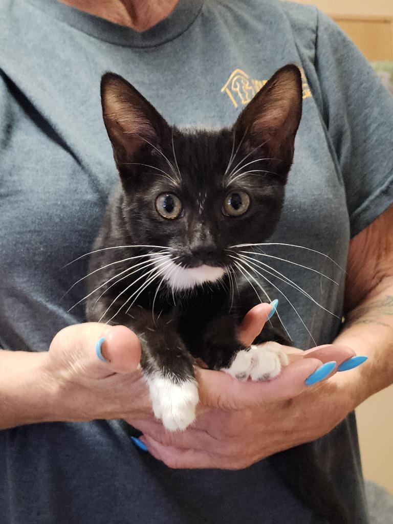 Mittens, Adoptable, Kitten Female Domestic Short Hair.